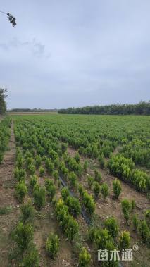 高度50厘米瓜子黄杨