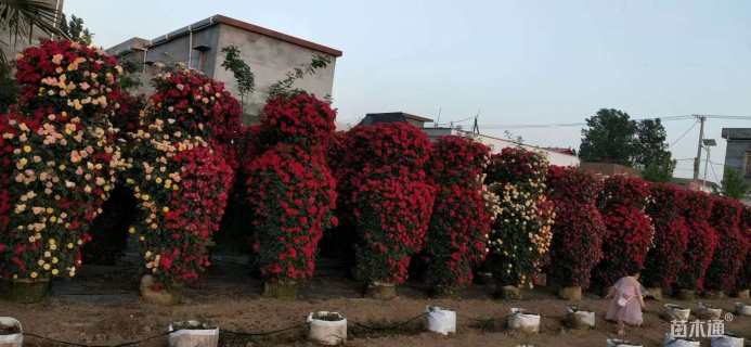 0.5公分造型月季