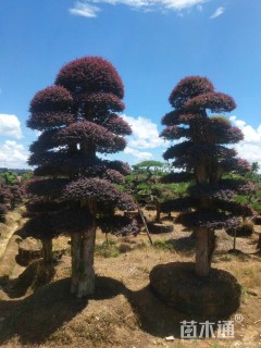 12公分造型红花继木桩