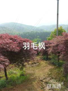 高度2厘米羽毛枫