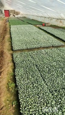 高度5厘米银叶菊