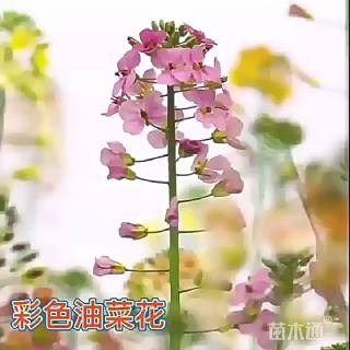 油菜花种子