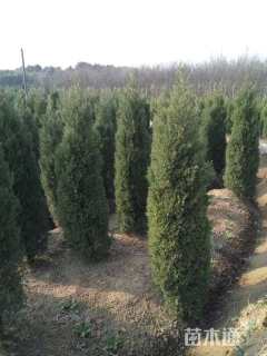 高度350厘米塔柏