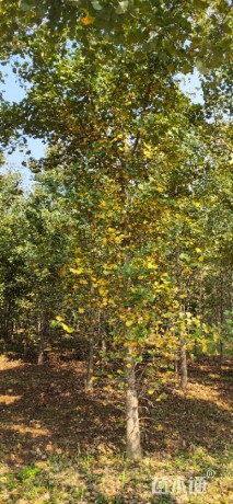 高度500厘米银杏小苗