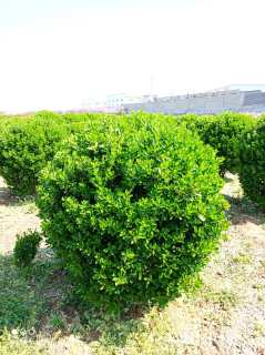 冠幅150厘米大叶黄杨球