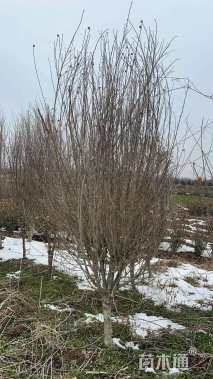 高度260厘米木槿