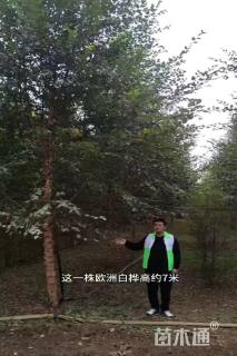 高度800厘米丛生白蜡