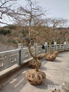 高度1500厘米羽毛枫
