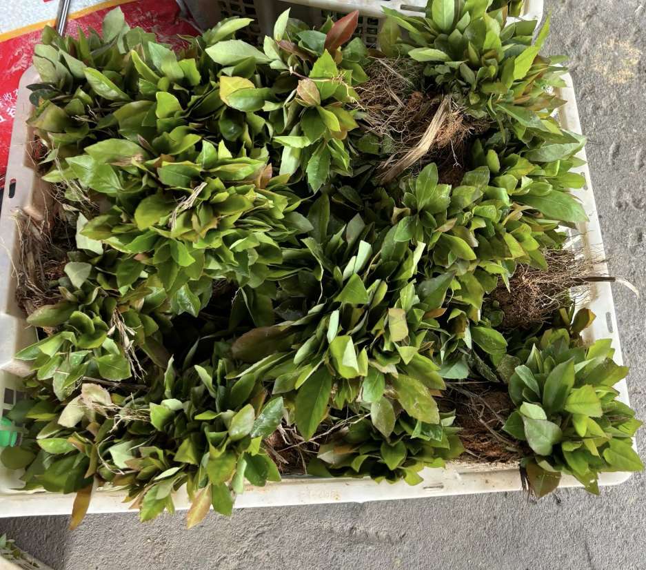 0.2公分木荷