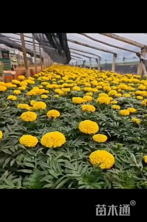 高度15厘米万寿菊
