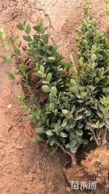 高度100厘米北海道黄杨小苗