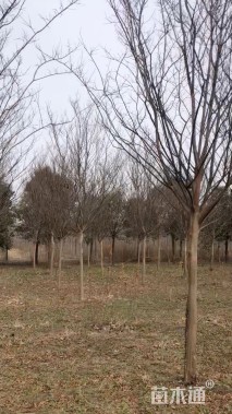 10公分紫薇