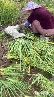 高度25厘米花叶菖蒲