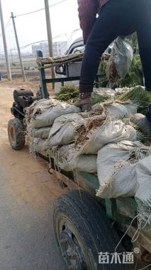 高度20厘米黑松小苗