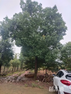 30公分香樟