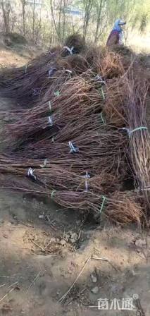 高度60厘米密枝红叶李