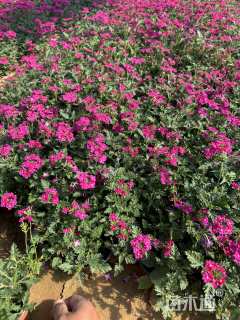 高度20厘米美女樱