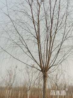 14公分金丝垂柳