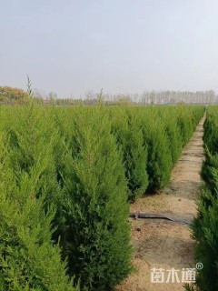 高度180厘米塔柏