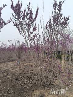 高度260厘米紫荆