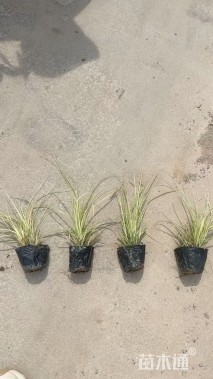 高度30厘米金叶苔草