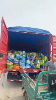 高度30厘米露兜