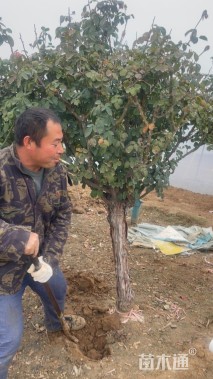 10公分树状月季