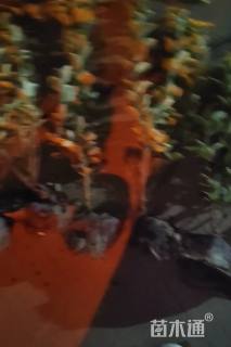 高度40厘米金边黄杨