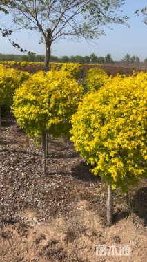 冠幅120厘米金叶榆球