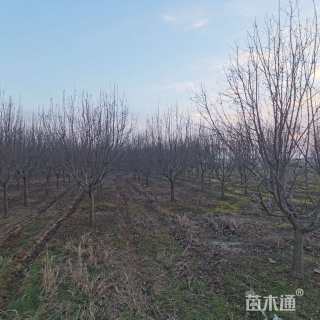 10公分绚丽海棠