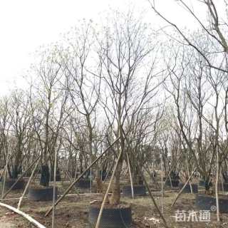 10公分丛生乌桕