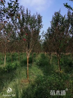 6公分红火箭紫薇