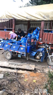 高度50厘米黄金榕