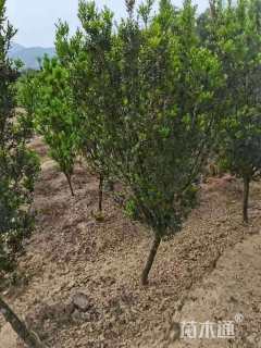 高度150厘米雀舌黄杨