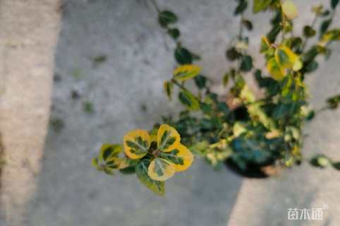 30厘米金叶扶芳藤