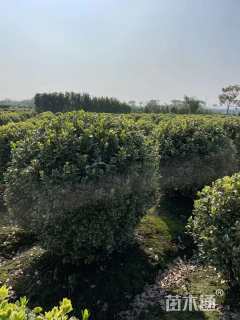 冠幅150厘米金边黄杨球