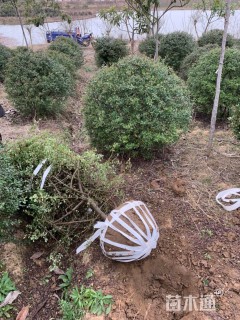 冠幅120厘米火棘球