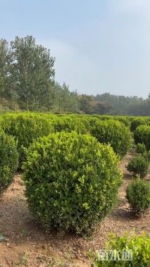 冠幅100厘米瓜子黄杨球