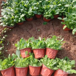 高度18厘米黑心金光菊