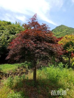 高度230厘米羽毛枫