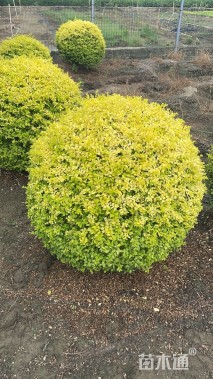 冠幅80厘米亮晶女贞球