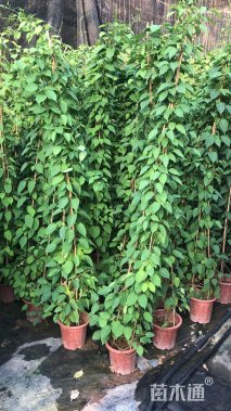 主蔓长100厘米炮仗花