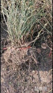 高度50厘米迎春花