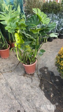 100厘米龟背竹