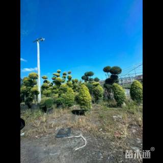 11公分造型亮晶女贞