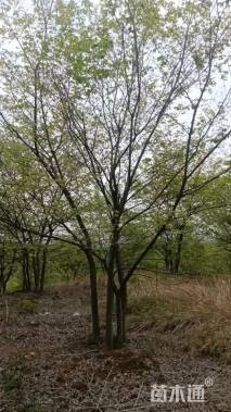 50公分(4杆)丛生朴树