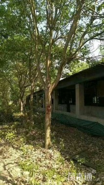 40公分无患子
