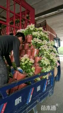 高度30厘米三角梅