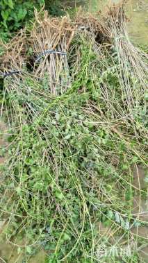 高度50厘米枸杞小苗