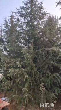 高度400厘米雪松